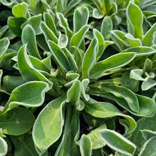 Image result for Lychnis coronaria alba