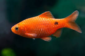 Image result for Cyprinus rubrofuscus