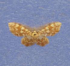 Attēlu rezultāti vaicājumam “Hydrelia flammeolaria”