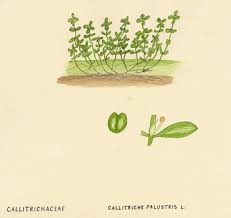 Attēlu rezultāti vaicājumam “Callitrichaceae”