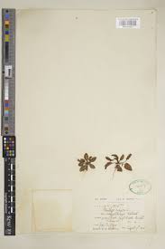 Attēlu rezultāti vaicājumam “Plantago major subsp. intermedia”