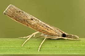 Attēlu rezultāti vaicājumam “Pediasia contaminella”