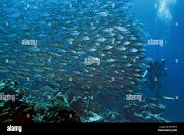 Image result for Scuba Skooling