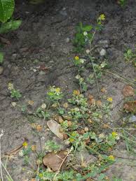 Attēlu rezultāti vaicājumam “Trifolium dubium fruit”