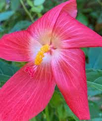 Image result for Abelmoschus moschatus