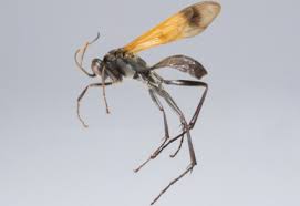 Attēlu rezultāti vaicājumam “Pompilidae”