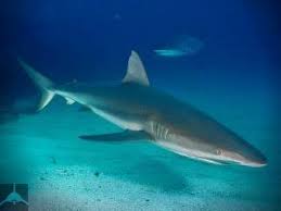 Image result for Nasolamia velox