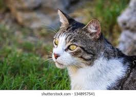 Attēlu rezultāti vaicājumam “Felis silvestris catus”