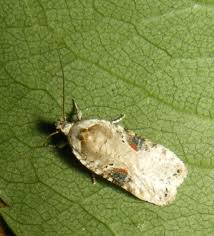 Attēlu rezultāti vaicājumam “Agonopterix alstromeriana”