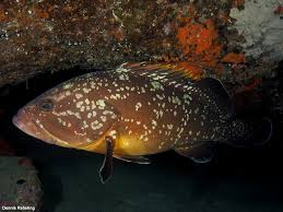 Image result for Epinephelus marginatus