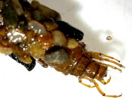 Attēlu rezultāti vaicājumam “Potamophylax”