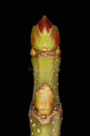 Attēlu rezultāti vaicājumam “Acer saccharinum bud”