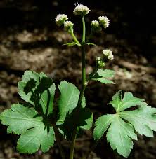 Attēlu rezultāti vaicājumam “Sanicula europaea”