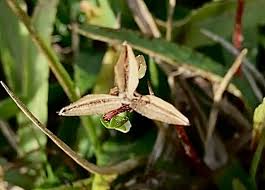 Attēlu rezultāti vaicājumam “Viola riviniana fruit”