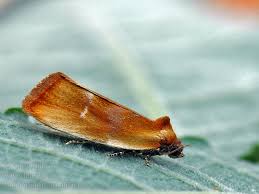 Attēlu rezultāti vaicājumam “Eulia ministrana”