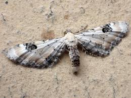 Attēlu rezultāti vaicājumam “Eupithecia centaureata”