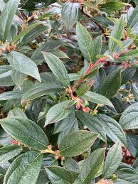 Attēlu rezultāti vaicājumam “Gaultheria cuneata”