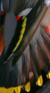 Attēlu rezultāti vaicājumam “Bombycilla garrulus adult”