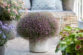 Attēlu rezultāti vaicājumam “Gypsophila muralis fruit”