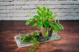 Image result for Sauerampfer