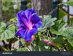 Image result for Prunkwinde