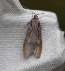 Attēlu rezultāti vaicājumam “Semioscopis avellanella”