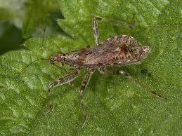 Attēlu rezultāti vaicājumam “Himacerus apterus”