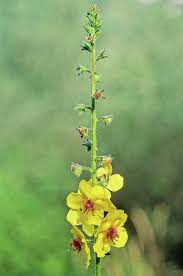 Image result for Verbascum blattaria