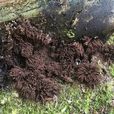 Attēlu rezultāti vaicājumam “Oligonema sp.”