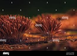 Attēlu rezultāti vaicājumam “Stemonitis lignicola spores”