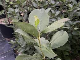 Attēlu rezultāti vaicājumam “Aronia melanocarpa leaf”