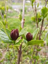 Attēlu rezultāti vaicājumam “Calycanthus floridus”