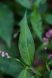 Attēlu rezultāti vaicājumam “Persicaria maculosa leaf”