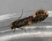 Attēlu rezultāti vaicājumam “Monopis weaverella”