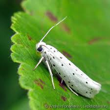 Attēlu rezultāti vaicājumam “Yponomeuta malinellus / cagnagella”