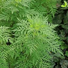 Attēlu rezultāti vaicājumam “Ambrosia artemisiifolia leaf”