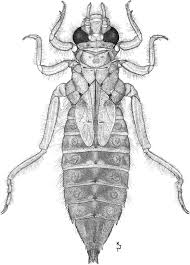 Attēlu rezultāti vaicājumam “Gomphidae”