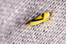 Attēlu rezultāti vaicājumam “Edwardsiana geometrica”