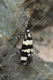 Attēlu rezultāti vaicājumam “Denisia similella”