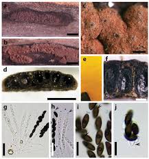 Attēlu rezultāti vaicājumam “Hypoxylon fuscum”