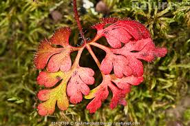Attēlu rezultāti vaicājumam “Geranium robertianum leaf”