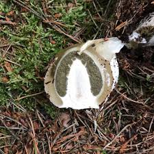 Attēlu rezultāti vaicājumam “Diderma testaceum spores”