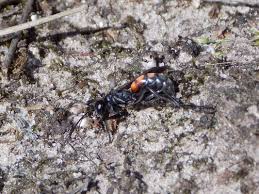 Attēlu rezultāti vaicājumam “Anoplius viaticus”