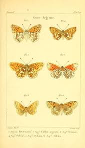 Attēlu rezultāti vaicājumam “Euphydrias aurinia”
