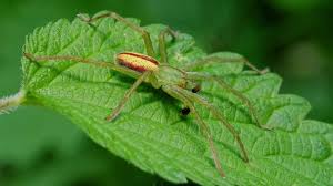 Attēlu rezultāti vaicājumam “Micrommata virescens”