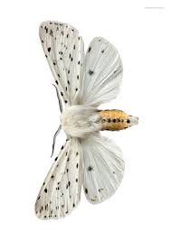 Attēlu rezultāti vaicājumam “Spilosoma lubricipeda”