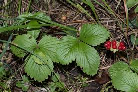 Attēlu rezultāti vaicājumam “Rubus saxatilis”