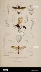 Attēlu rezultāti vaicājumam “Vespidae”