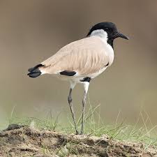 Attēlu rezultāti vaicājumam “Vanellus vanellus adult”