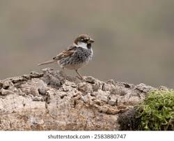 Image result for Passer hispaniolensis